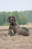 DOGUE ALLEMAND 594